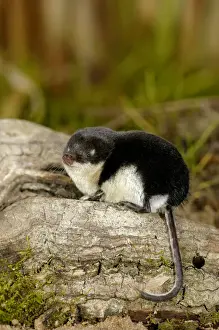Insectivore Prints: Water shrew, adult, rests after a meal (as it consumes