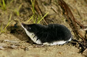 Water shrew, adult, searches for food