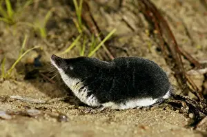 Insectivore Prints: Water shrew, adult, searches for food