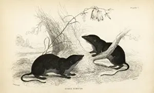 Water shrew, Neomys fodiens