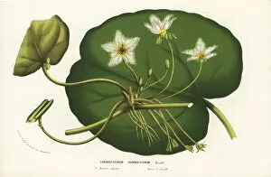 Water snowflake, Nymphoides indica