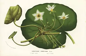Indica Prints: Water snowflake, Nymphoides indica