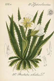 Water soldier, Stratiotes aloides