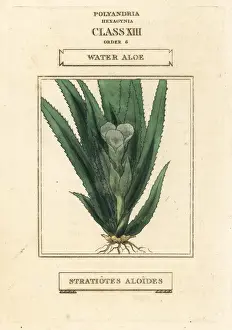 Aloe Prints: Water soldier or water aloe, Stratiotes aloides