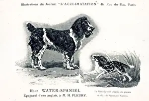 Spaniels Prints: Water Spaniel Dog