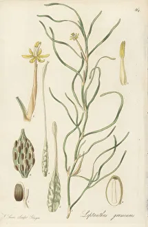 Exotic Flora Prints: Water stargrass, Heteranthera dubia