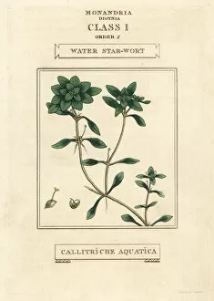 Aquatica Gallery: Water starwort, Callitriche palustris