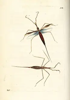 Polydore Prints: Water stick insect, Ranatra linearis