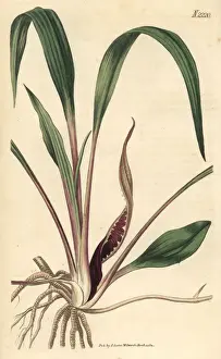 Curtis Prints: Water trumpet, Cryptocoryne spiralis