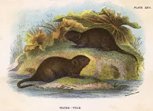 Voles Prints: Water Vole 19C