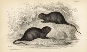 Amphibius Gallery: Water vole, Arvicola amphibius