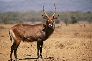 Antelopes Gallery: Waterbuck