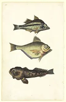 Watling Prints: Watercolour 50 from the Watling Collection