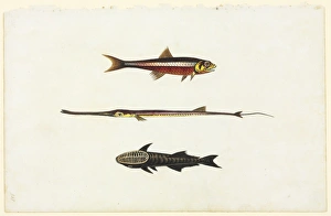 Watercolour 58 from the Watling Collection