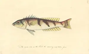 Watercolour 63 from the Watling Collection