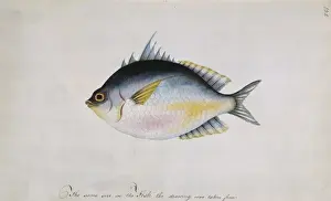 Watercolour 66 from the Watling Collection