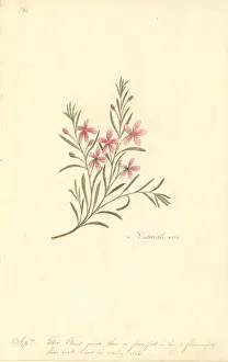 Watling Prints: Watercolour 67 from the Watling Collection