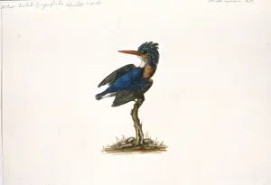 Watercolour fomr the Sir Ashton Lever Collection