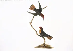 Lever Prints: Watercolour fomr the Sir Ashton Lever Collection