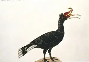 Watercolour fomr the Sir Ashton Lever Collection