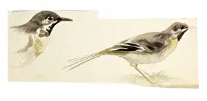 Watercolour study of birds