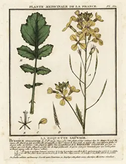 Watercress-leaved rocket, Erucastrum nasturtiifolium