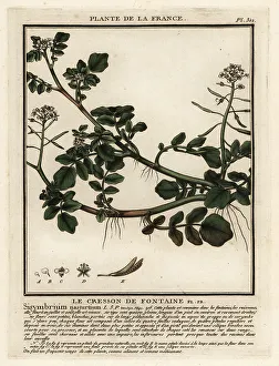 Plante De La France Prints: Watercress, Nasturtium officinale
