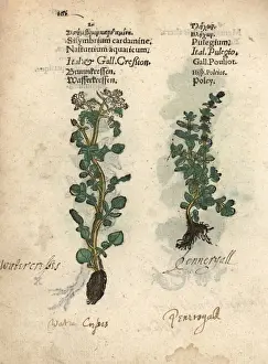 Pirate Prints: Watercress, Nasturtium officinale, and pennyroyal