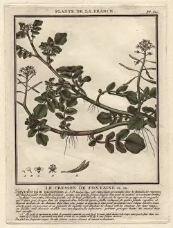 Bulliard Prints: Watercress, Sisymbrium nasturtium-aquaticum