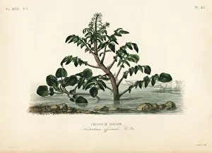Aquatic Gallery: Watercress or yellowcress, Nasturtium officinale