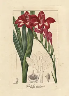Waterfall gladiolus, Gladiolus cardinalis