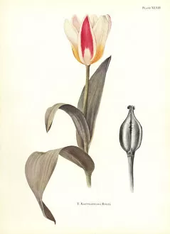 Elsie Gallery: Waterlily tulip, Tulipa kaufmanniana