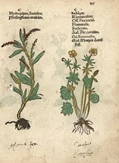 Waterpepper, Persicaria hydropiper, and water-crowfoot