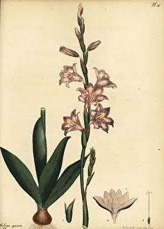 Henry Andrews Prints: Watsonia laccata