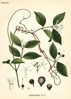 Watsons landolphia, Landolphia watsoniana