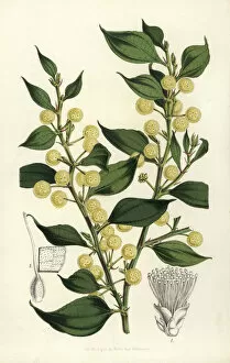 Serres Gallery: Wattle, Acacia urophylla