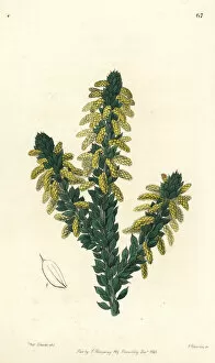 Wattle, Acacia verticillata subsp. ruscifolia