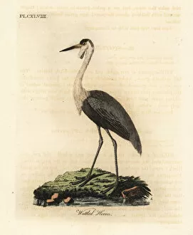 Wattled crane, Bugeranus carunculatus. Vulnerable