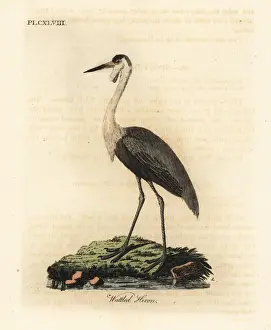Wattled Prints: Wattled crane, Bugeranus carunculatus. Vulnerable