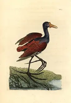 Wattled jacana, Jacana jacana
