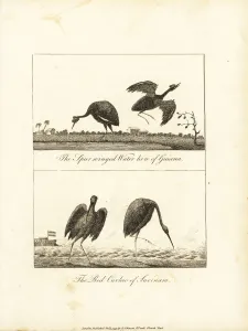 Negroes Prints: Wattled jacana and scarlet ibis