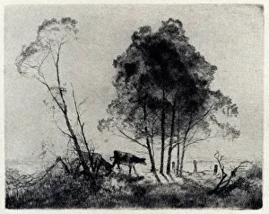 Wandering Prints: The Wattles