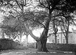 1798 Prints: Watty Grahams Beech, 1798, Maghera, Co. Derry
