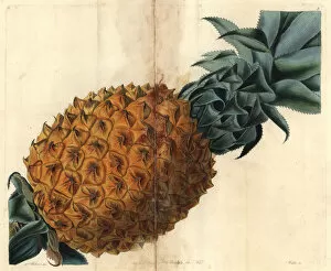 Ananassa Gallery: Wave-leaved pineapple, Ananas debilis