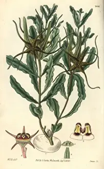 Leaved Prints: Waved-leaved brachystelma, Brachystelma crispum