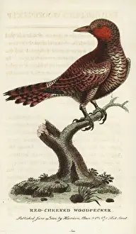 Waved woodpecker, Celeus undatus
