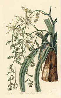 Edwards Gallery: Wavy-leafed soap plant, Chlorogalum pomeridianum