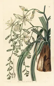 Sydenham Prints: Wavy-leafed soap plant, Chlorogalum pomeridianum