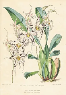 Ecuador Prints: Wavy odontoglossum orchid, Oncidium cirrhosum