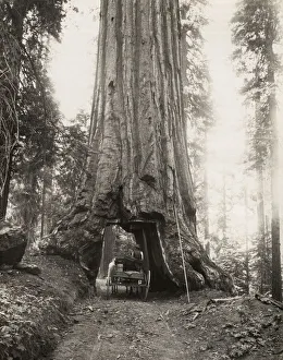 Foliage Gallery: Wawona, giant sequioa tree, Mariposa Grove, California
